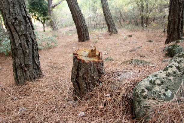 How Our Tree Care Process Works  in  Delafield, WI